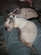 more kittens